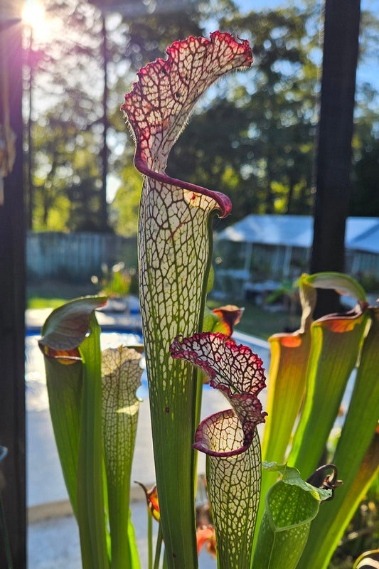 A large white pitcher plant with pink veining, growing outdoors with sunlight shining through its pitchers.