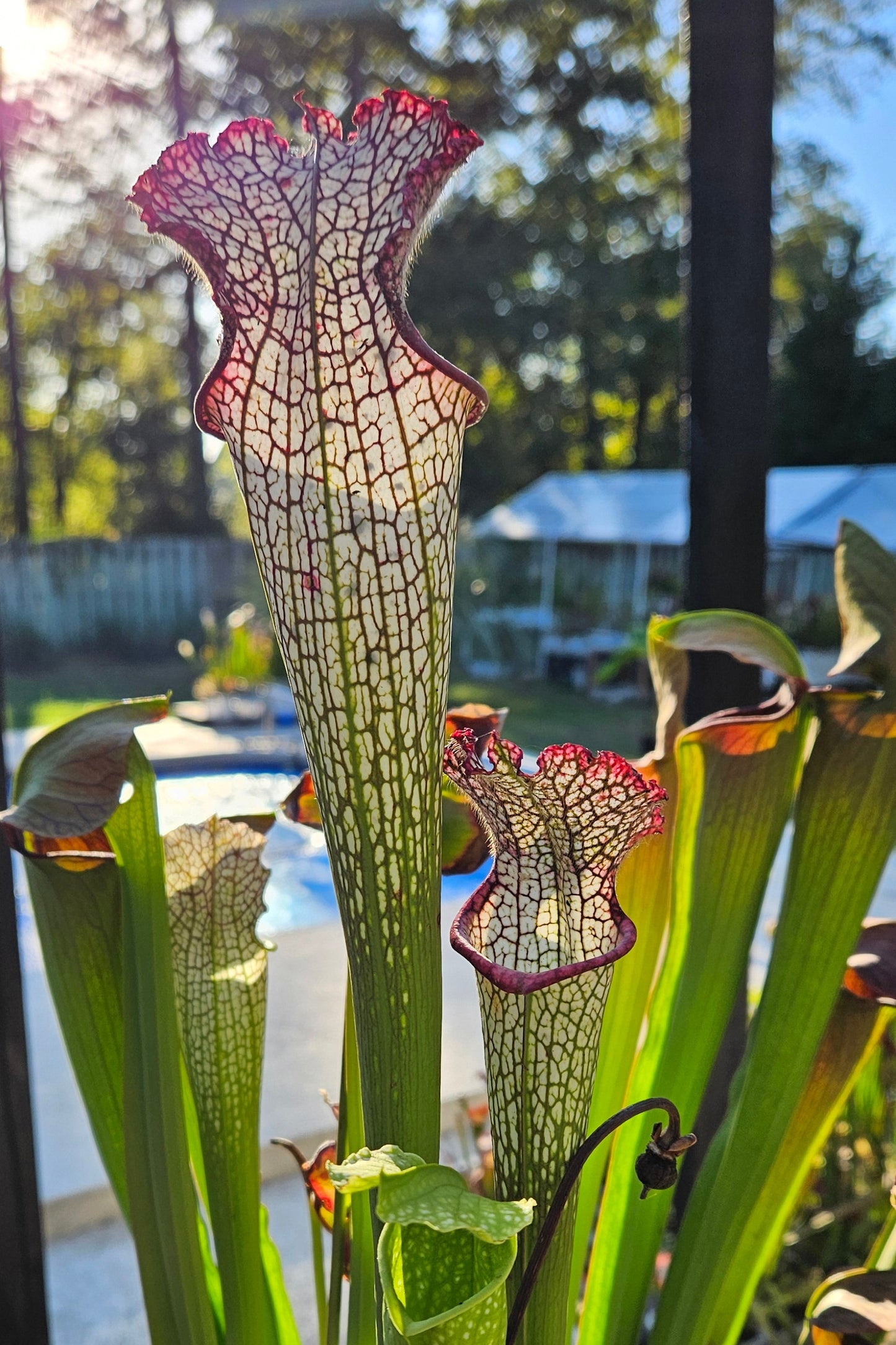 Pitcher Plant - Sarracenia Leucophylla AJ01 - Carnivorous Live Plant