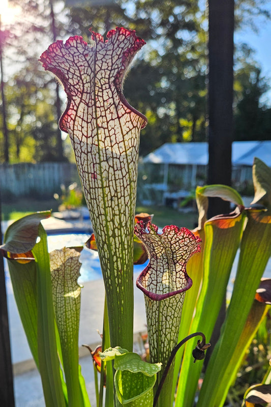 Pitcher Plant - Sarracenia Leucophylla AJ01 - Carnivorous Live Plant