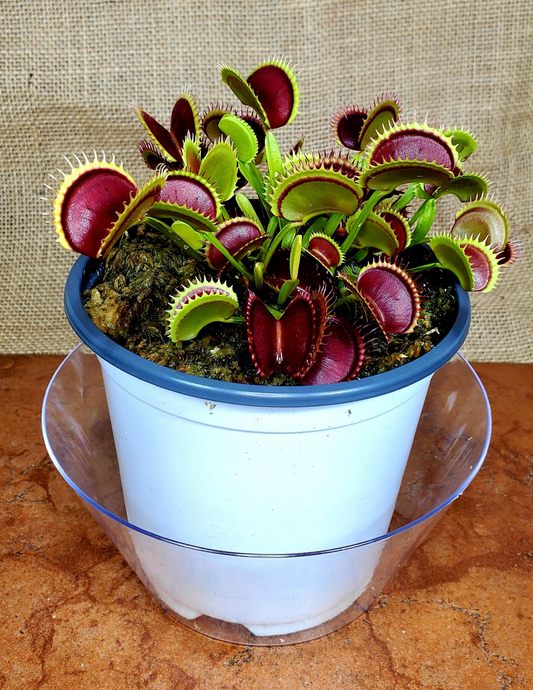 Hunter Flytraps B52 x Jaws 2020 #3 - Venus Flytrap Carnivorous Plant