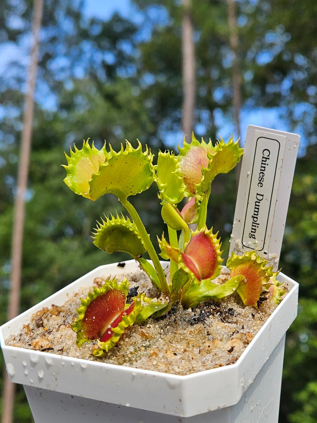 Chinese Dumpling - Venus Flytrap Carnivorous Plant