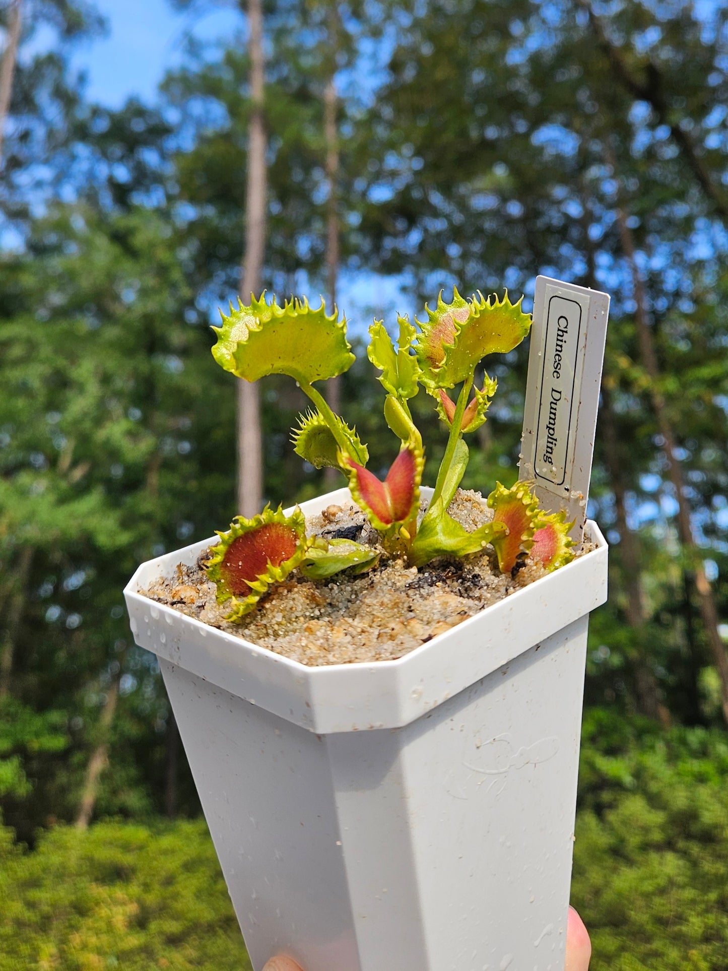 Chinese Dumpling - Venus Flytrap Carnivorous Plant