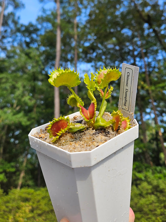 Chinese Dumpling - Venus Flytrap Carnivorous Plant