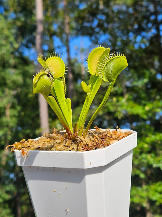 Typical - Venus Flytrap Carnivorous Plant