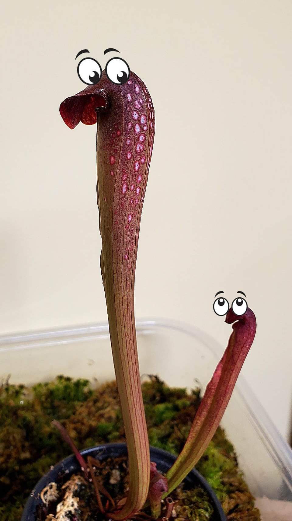Sarracenia Minor x excellens pink clone, illustration credit Angie Brown
