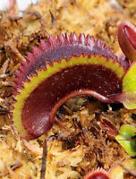 Hunter Flytraps "Flesher Shears" (MM x Sawtooth)- Venus Flytrap Carnivorous Plant