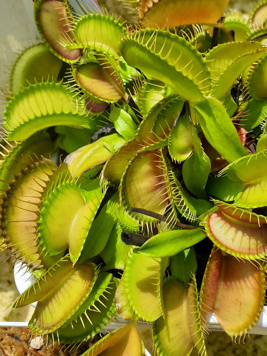 G17 Megatraps - Venus Flytrap Carnivorous Plant