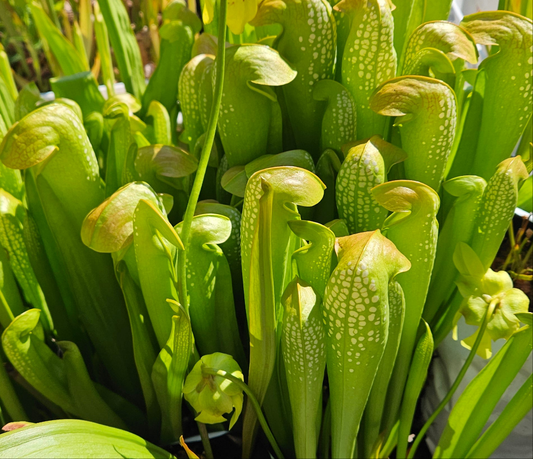 Pitcher Plant Sarracenia - Minor Berkeley Co. SC - Green - Carnivorous Live Plant