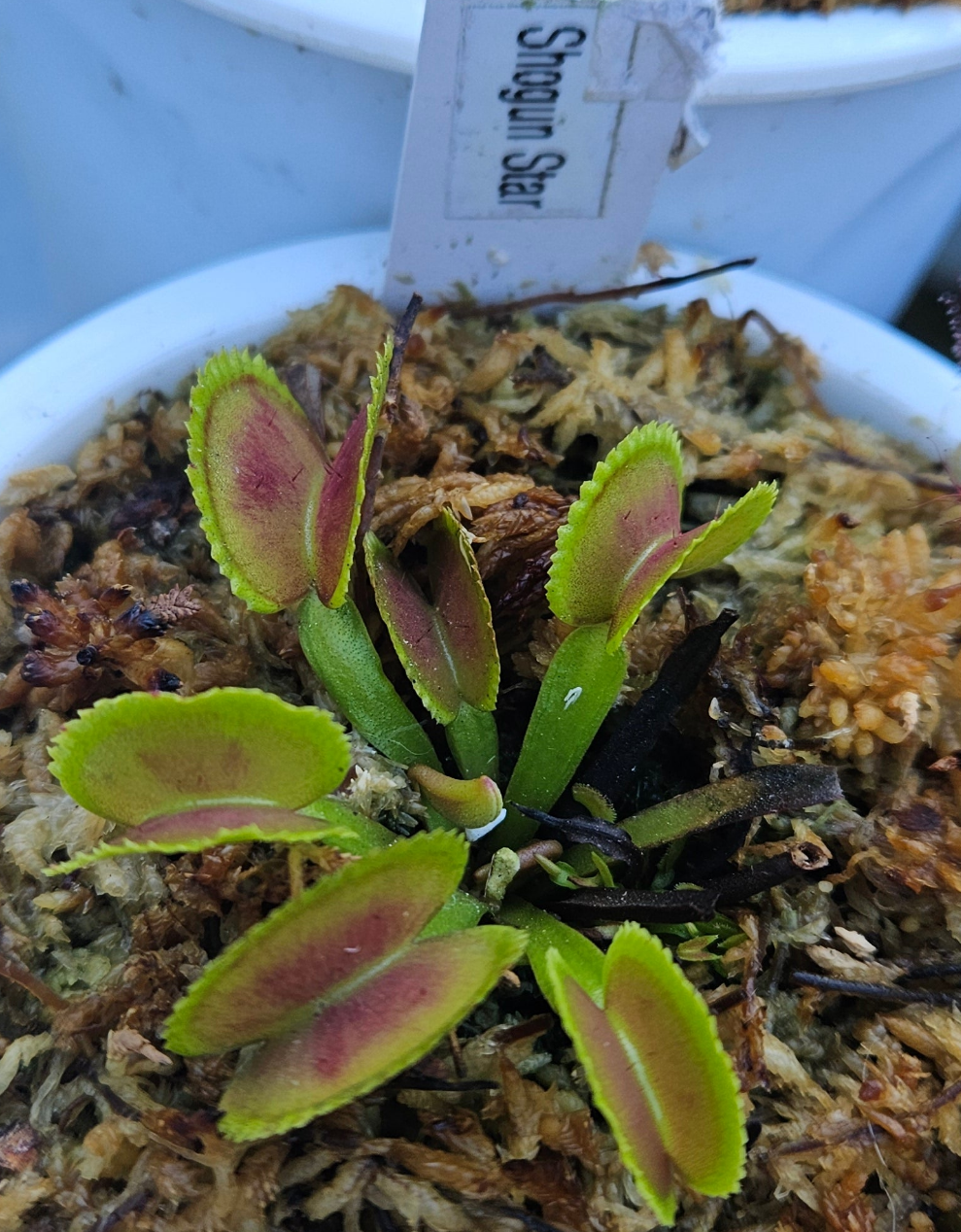 FTS Shogun Star - Venus Flytrap Carnivorous Plant