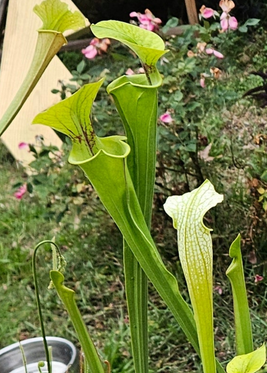 Pitcher Plant Sarracenia - S-20-154 Bob Hanrahan x Pure Black (LG) - Carnivorous Live Plant