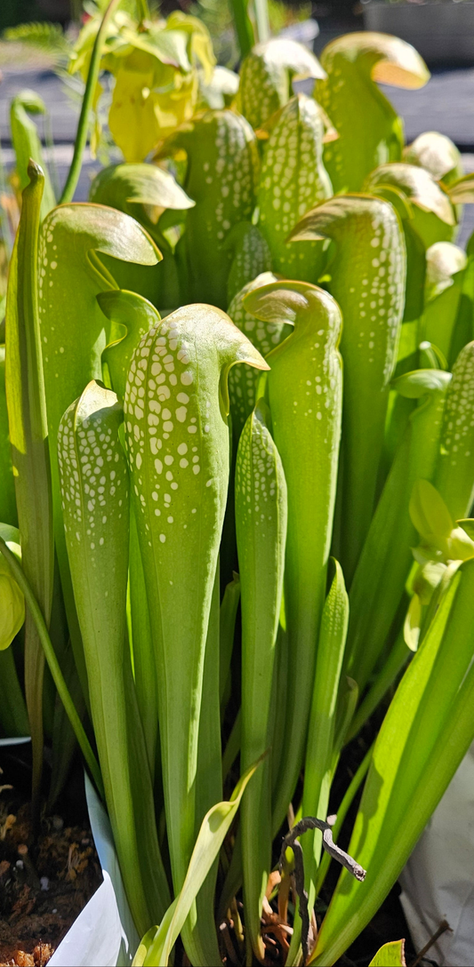Pitcher Plant Sarracenia - Minor Berkeley Co. SC - Green - Carnivorous Live Plant