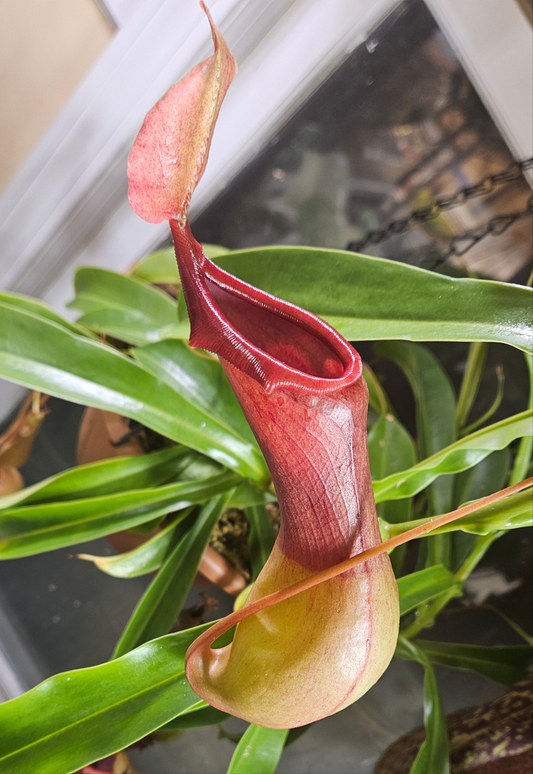 Nepenthes Alata x Maxima