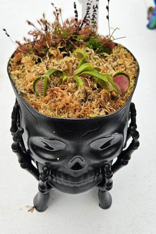 Small potted plant in a black skull-shaped pot on a white surface
