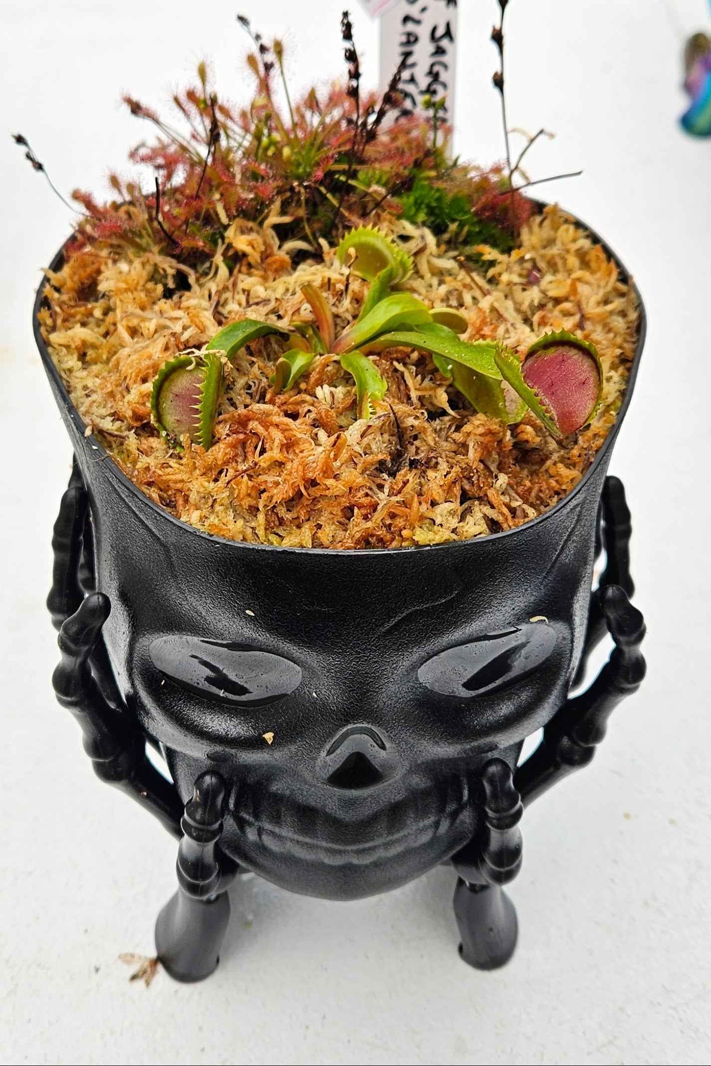 Skull-shaped black planter with a miniature garden on a white surface