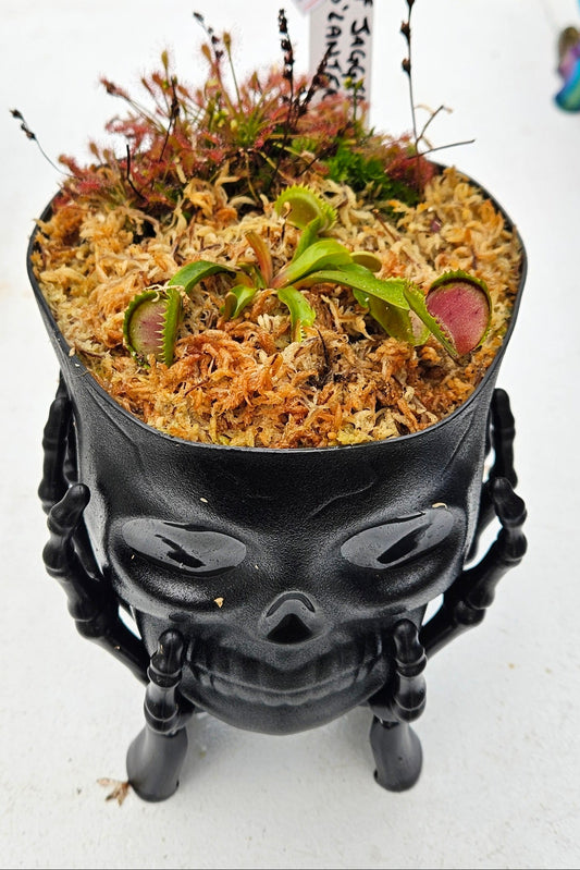 Skull-shaped black planter with a miniature garden on a white surface