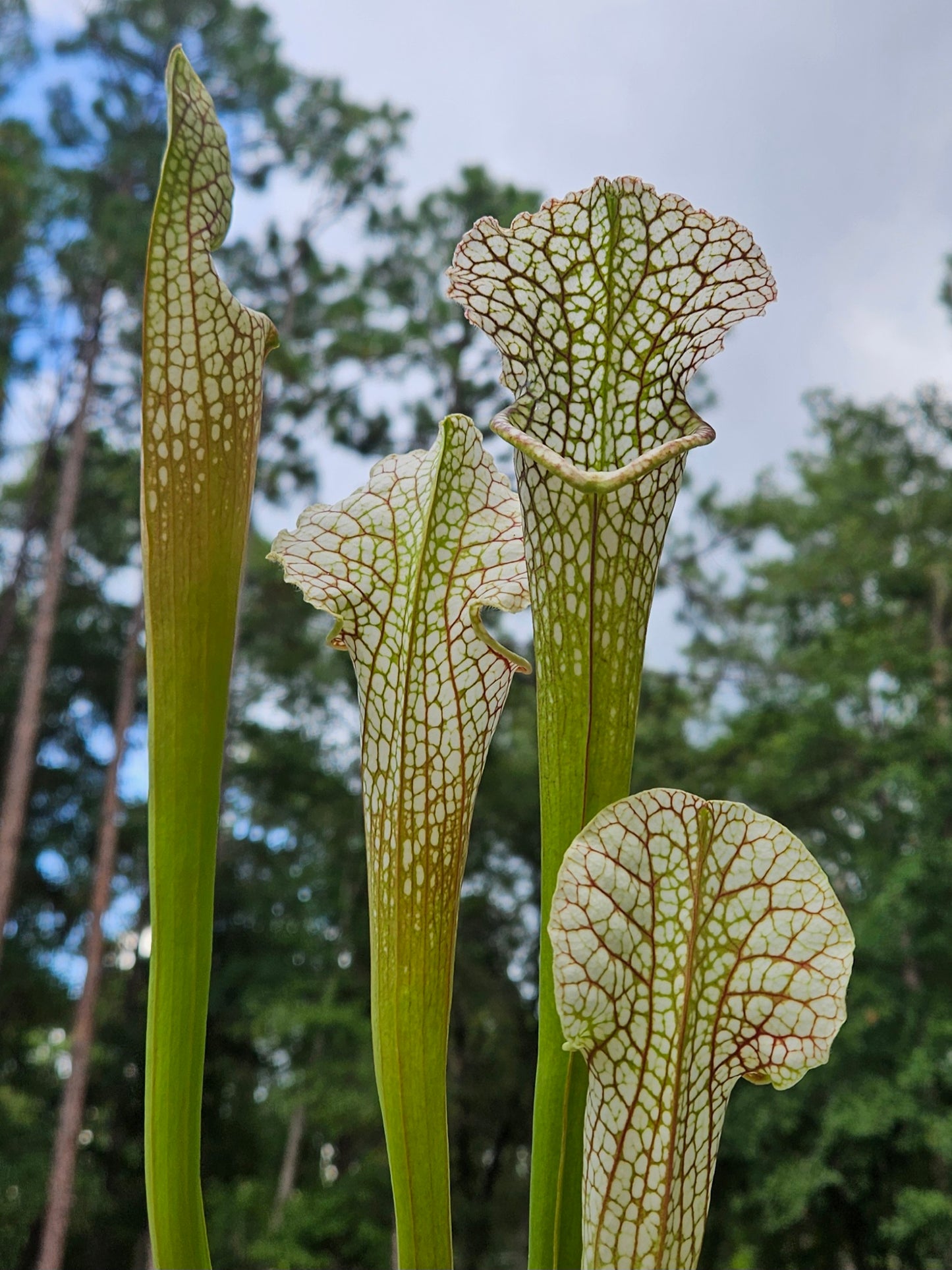 Pitcher Plant Sarracenia Lunchbox x Wilkersons White Knight 580 FK - Carnivorous Live Plant