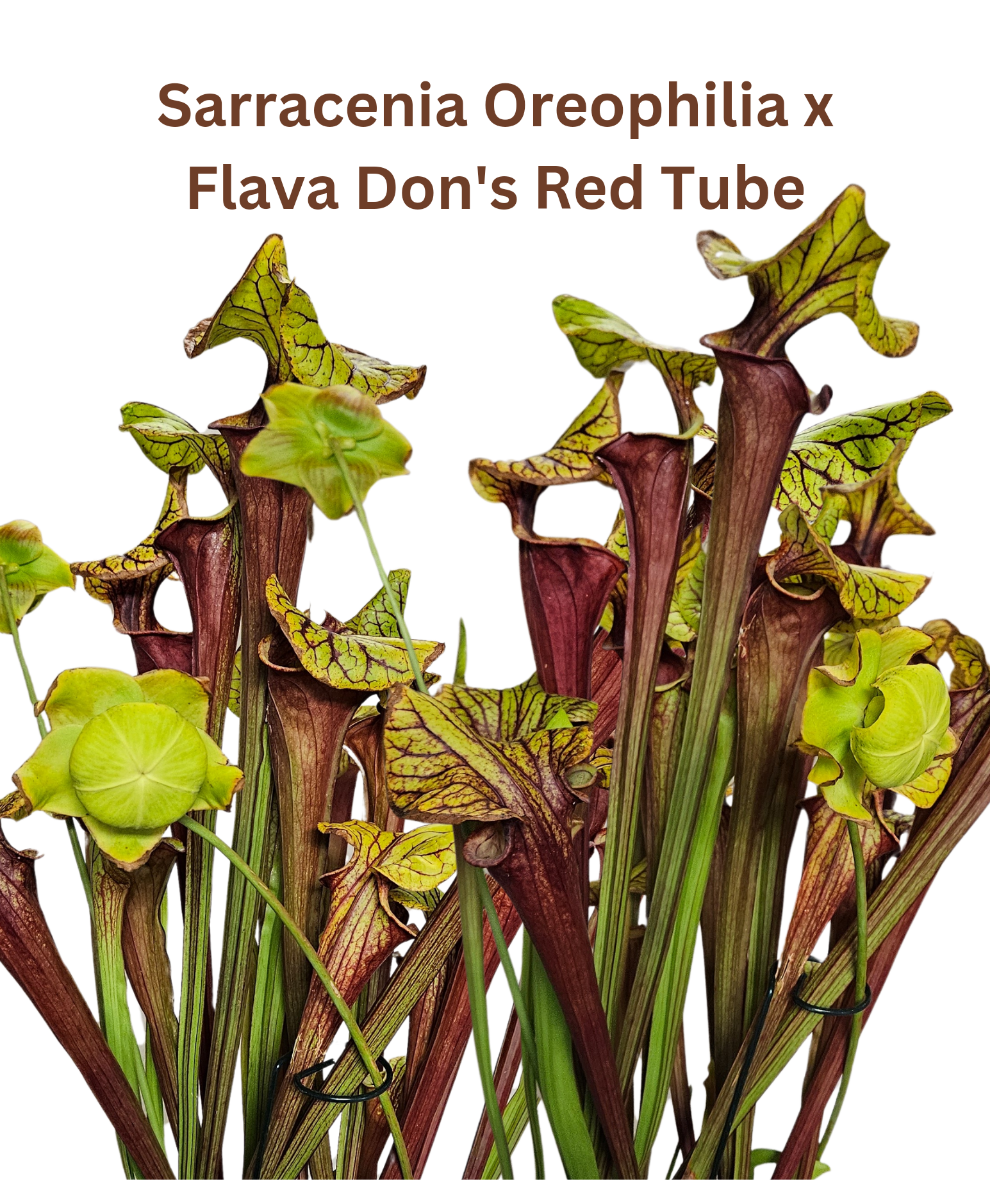 A group of Sarracenia Oreophilia x Flava Don's Red Tube pitcher plants with bright yellow-green pitchers with deep red veining and red lips.