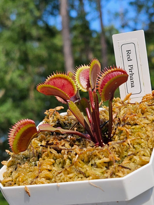 Red Piranha - Venus Flytrap Carnivorous Plant