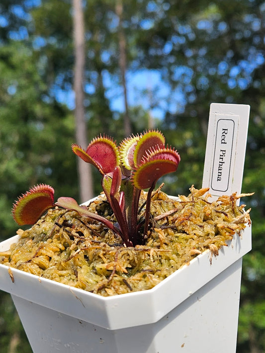 Red Piranha - Venus Flytrap Carnivorous Plant
