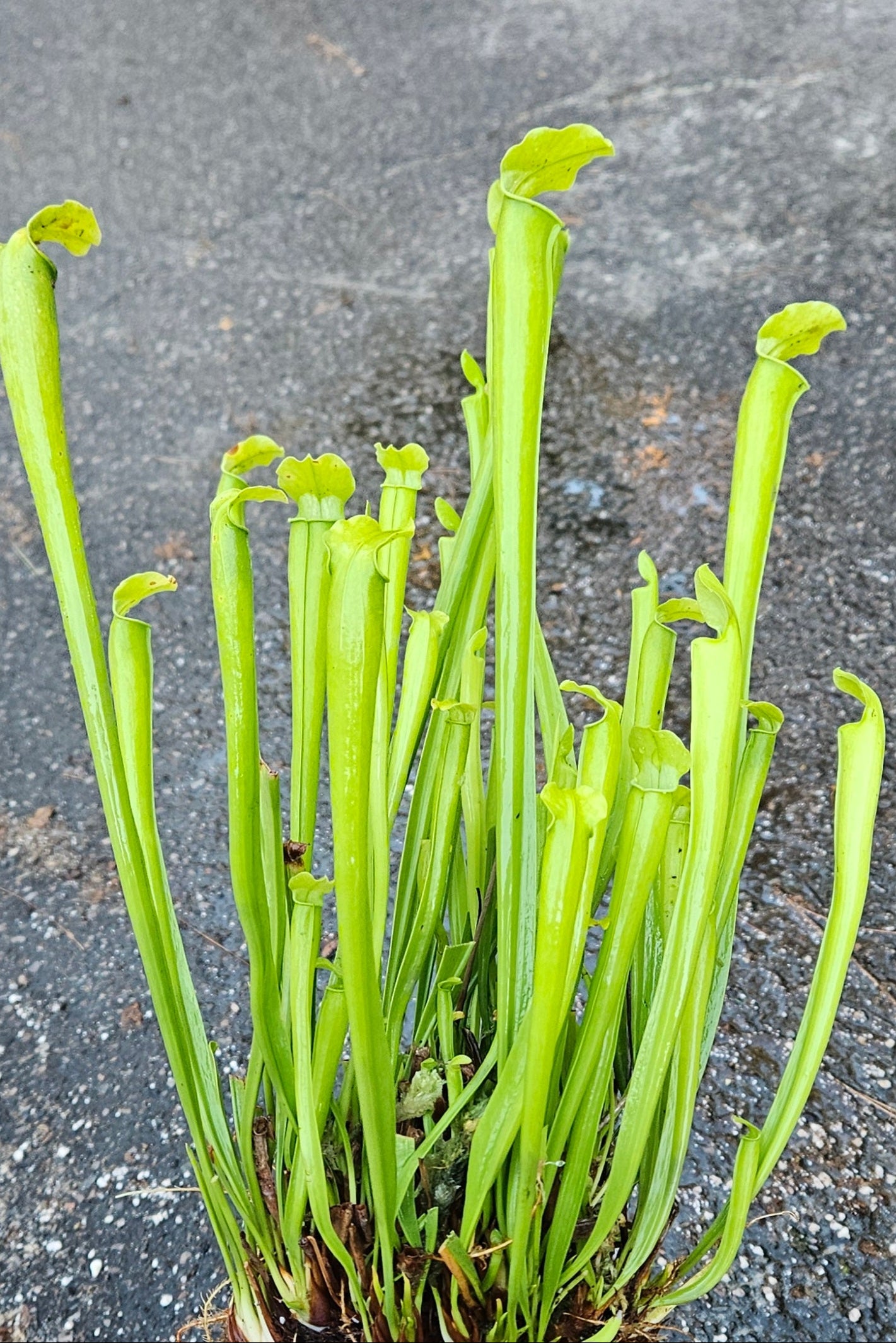 Green pitcher plants on a gray surface