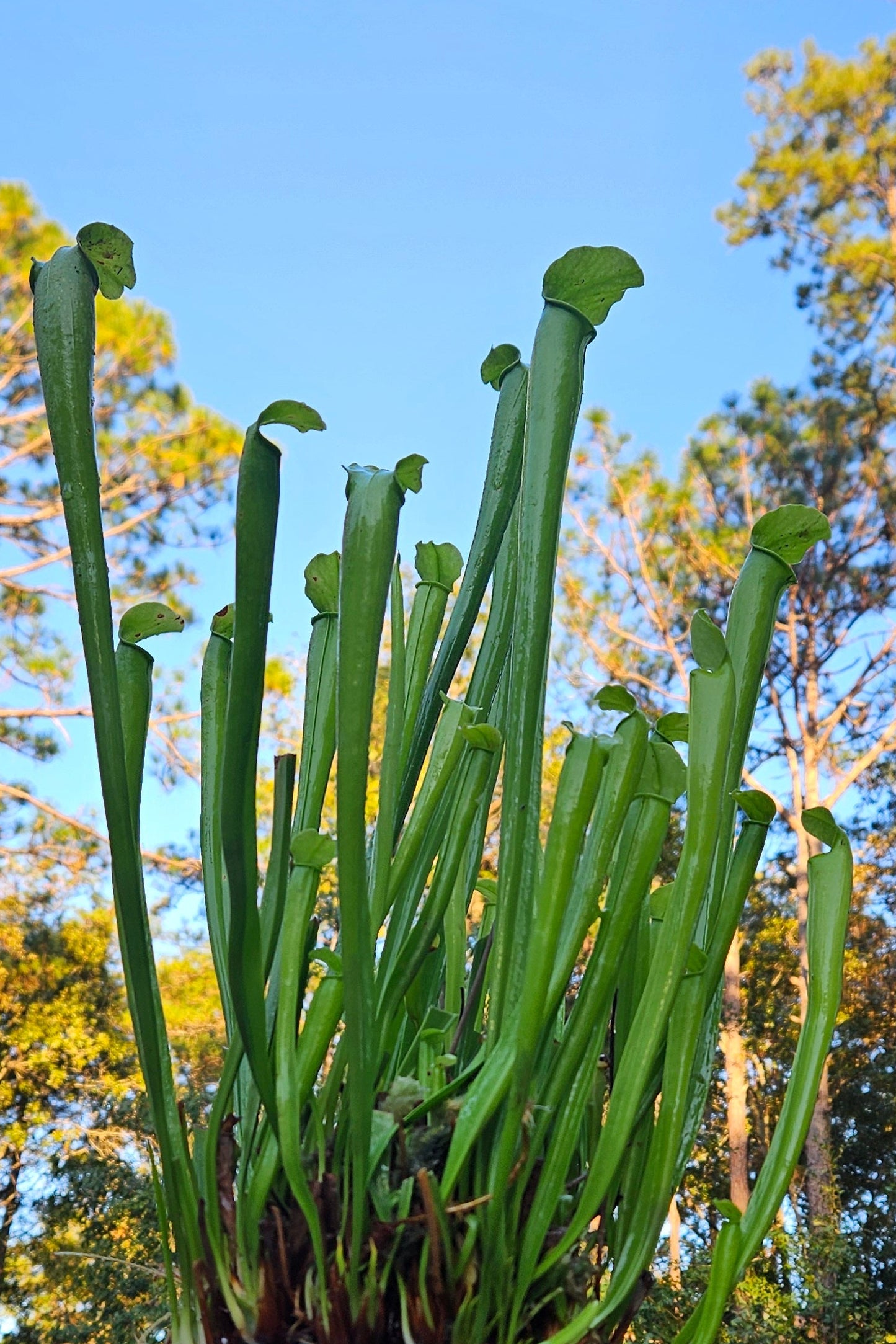 Pitcher Plant - Rubra SSP Gulfensis anthyocin free  Santa Rosa Co FL - Live Carnivorous Plant