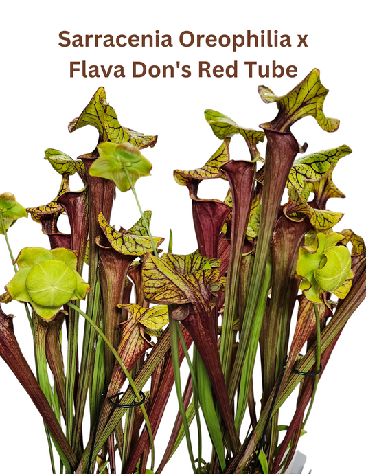 Pitcher Plant - Sarracenia Oreophilia x Flava Don's Red Tube Carnivorous Live plant
