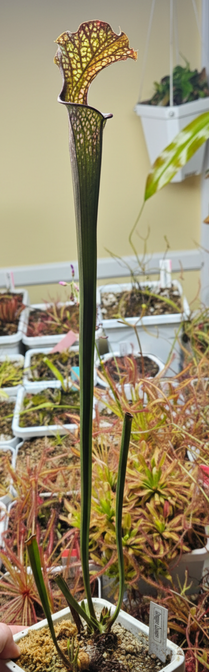 Pitcher Plant - Sarracenia Dragon Queen Carnivorous Live Plant