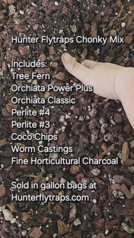 Hunter Flytraps Chonky Mix