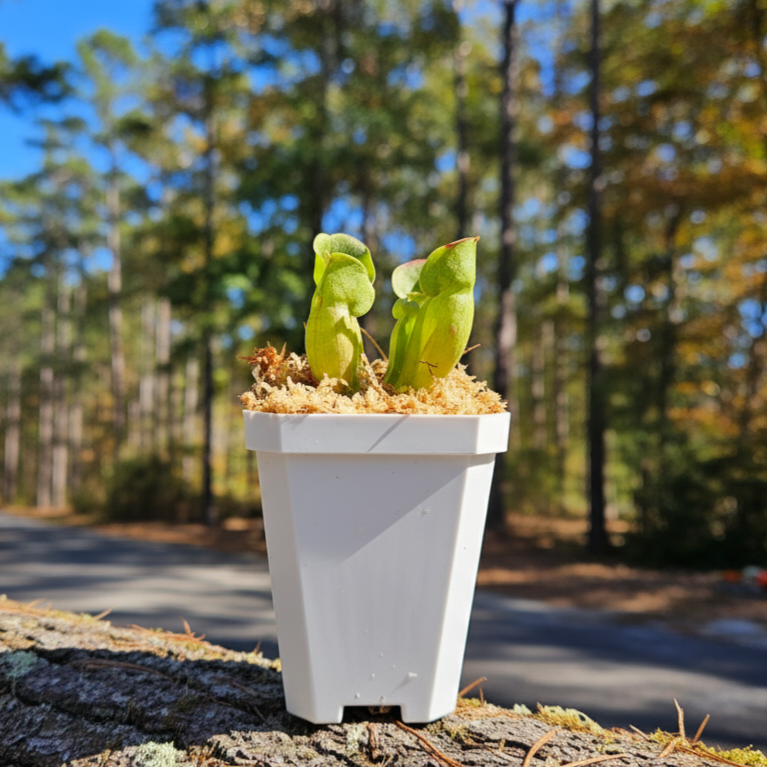 Pitcher Plant - Sarracenia Purpurea Venosa Carnivorous Live Plant - Sm ...