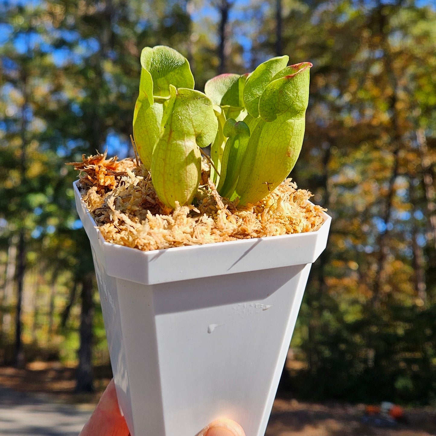 Pitcher Plant - Sarracenia Purpurea Venosa Carnivorous Live Plant - Small