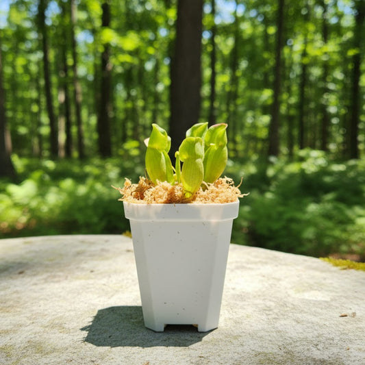 Pitcher Plant - Sarracenia Purpurea Venosa Carnivorous Live Plant - Small