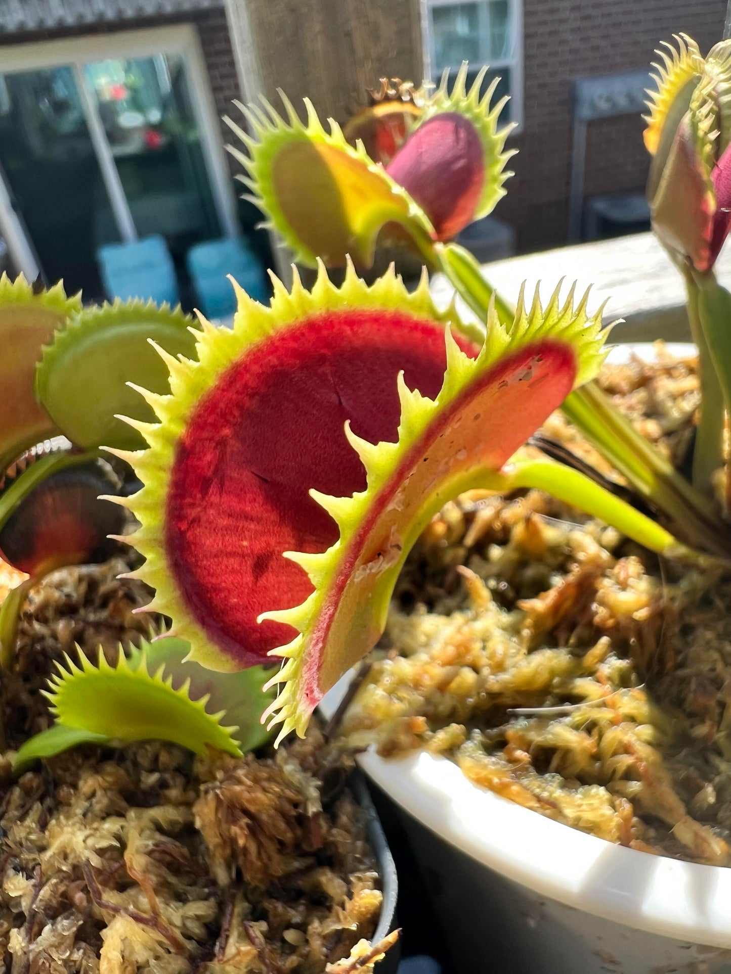 Tippity Type Hunter Flytraps 'Tippity Witchit' - Venus Flytrap Carnivorous Plant