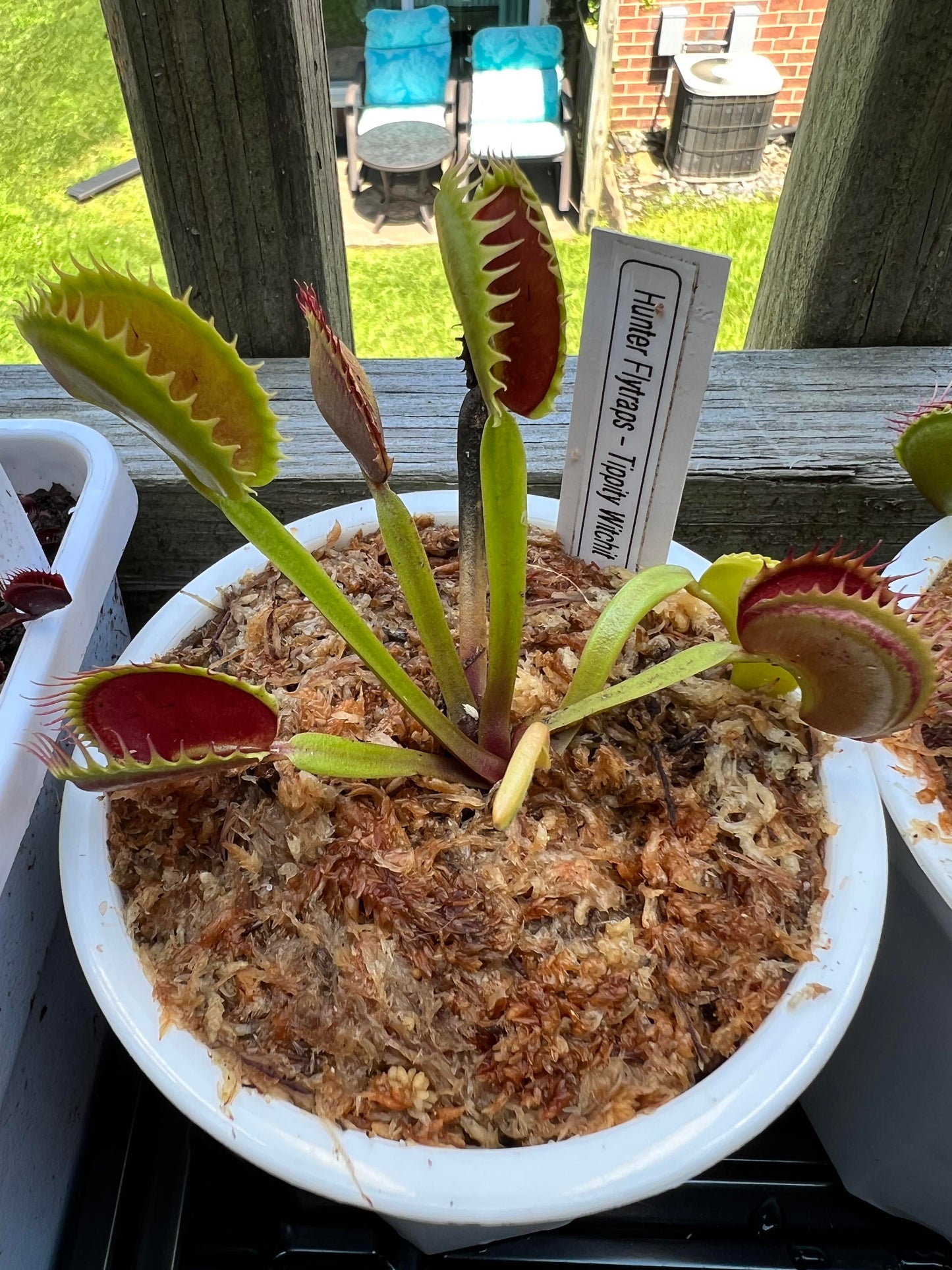 Tippity Type Hunter Flytraps 'Tippity Witchit' - Venus Flytrap Carnivorous Plant