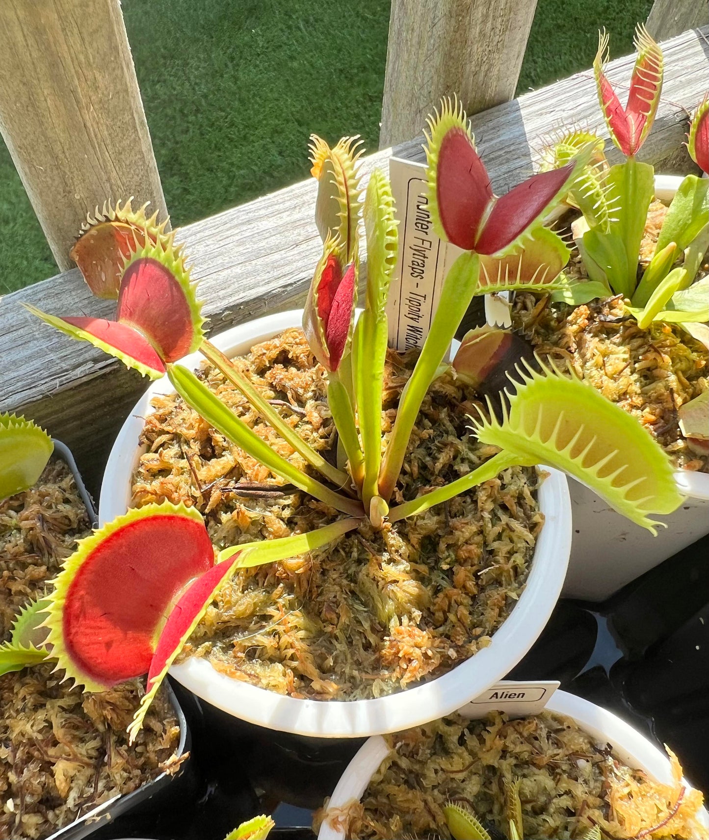 Tippity Type Hunter Flytraps 'Tippity Witchit' - Venus Flytrap Carnivorous Plant