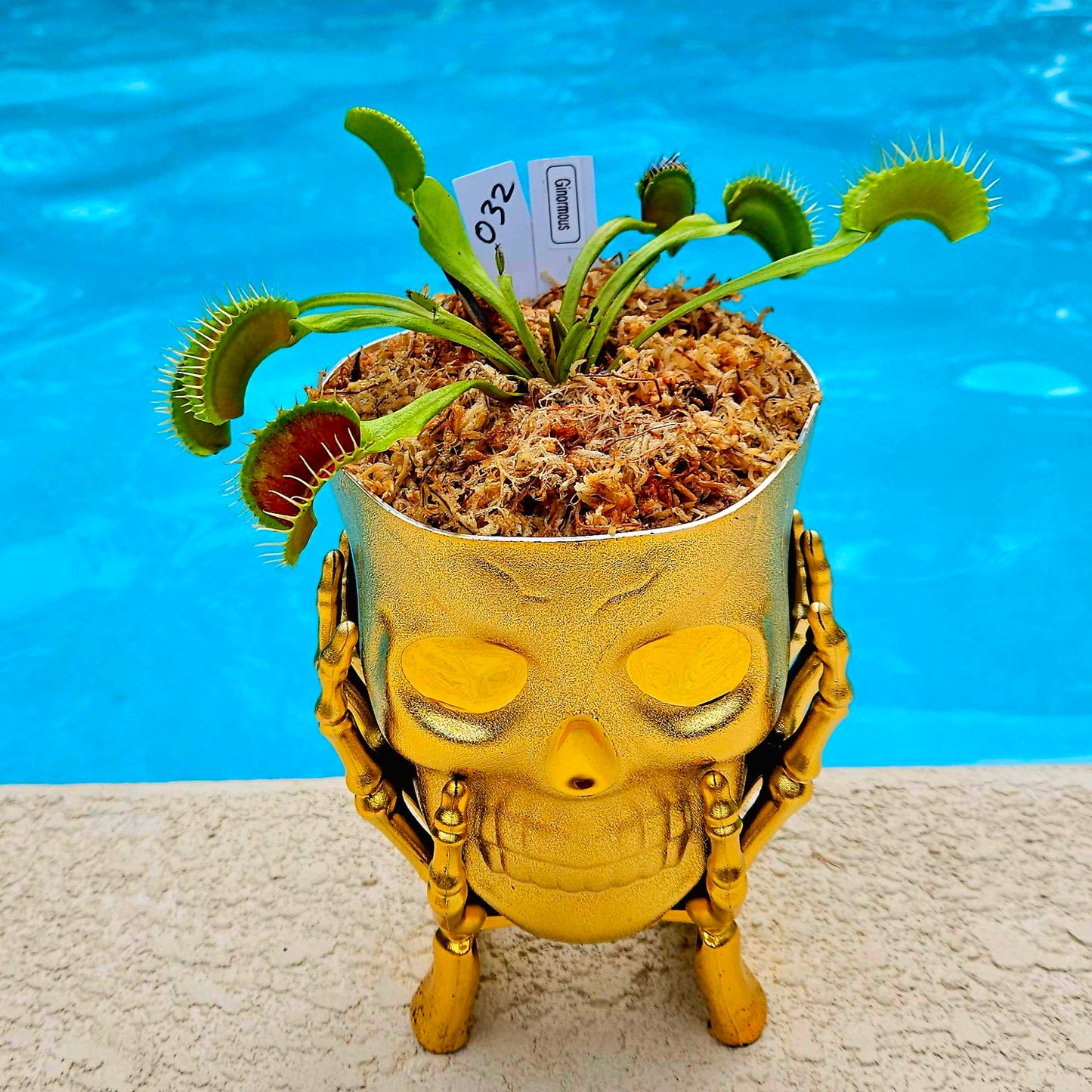 Get me that plant - 032 - Haunter Flytraps Skull Pot Gold Ginormous Venus Flytrap Carnivorous plant