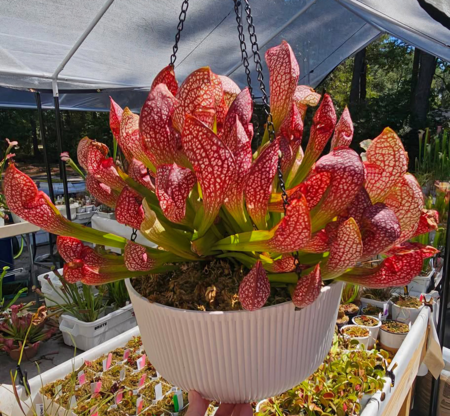 Pitcher Plant - Sarracenia Scarlet Belle Carnivorous Live Plant - Small
