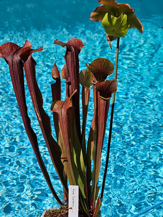 Pitcher Plant - Sarracenia "Kew Gardens" Carnivorous Live plant Kew Gardens