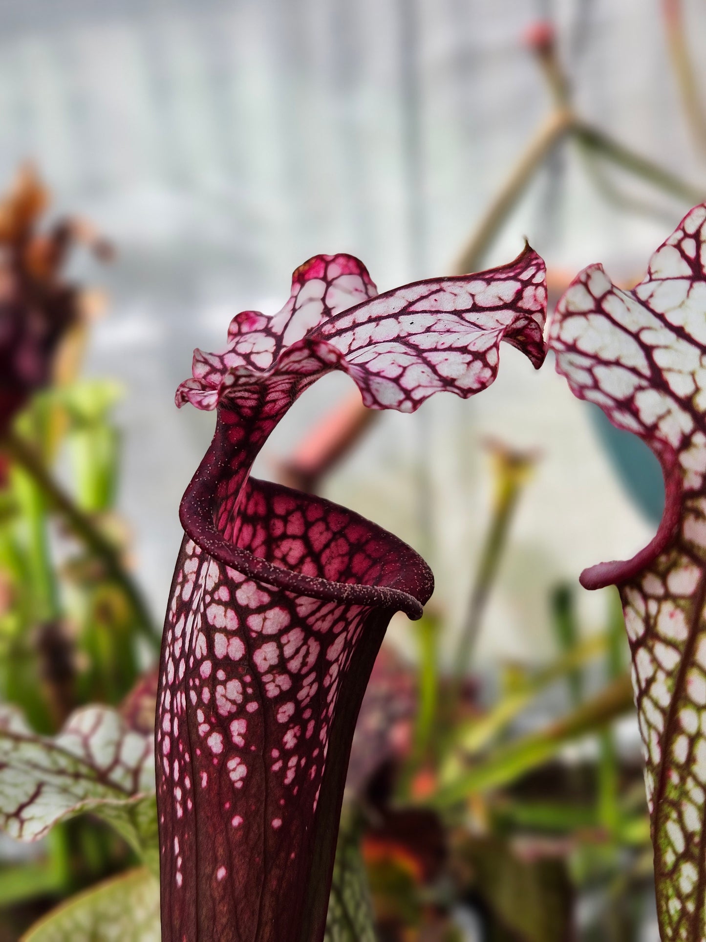 Sarracenia North American Pitcher Plant - Alucard x Oreo x Bloodmoon x Kilimanjaro - "Winter Massacre" - Live Carnivorous Plant