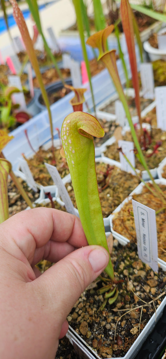 Pitcher Plant Sarracenia - Minor Nassau Co, FL - Carnivorous Live Plant