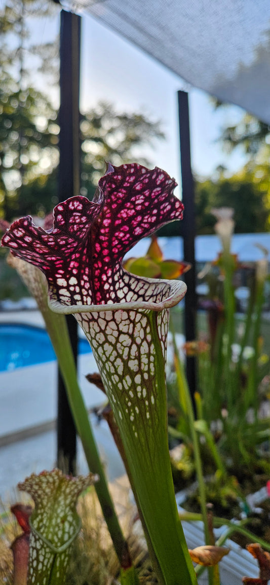 Pitcher Plant - Sarracenia L×L×F × Lunchbox - Carnivorous Live Plant