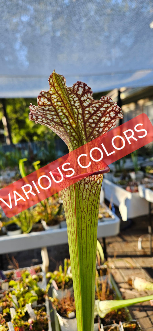Pitcher Plant - Sarracenia Leucophylla Red (WRR x Frankin Co FL Clone B) x Adran Slack - VARIOUS COLORS - Carnivorous Live Plant