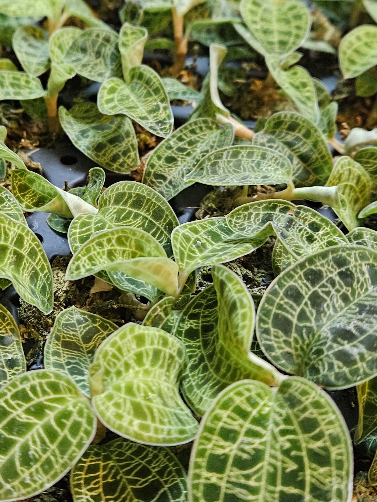 Lightning Jewel Orchid  - Macodes Petola