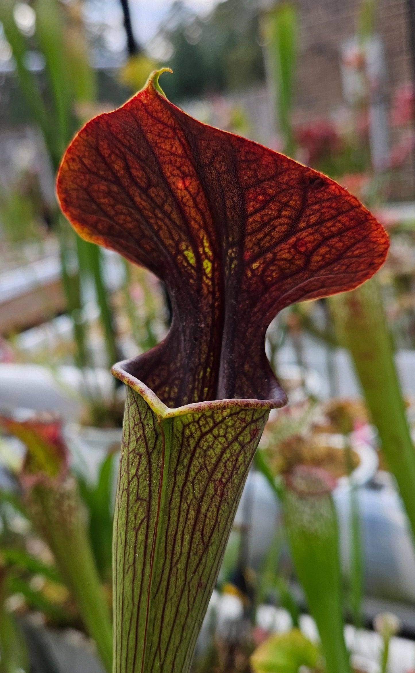 Pitcher Plant - Sarracenia "Juthatip Soper x Alata Night" Carnivorous Live Plant