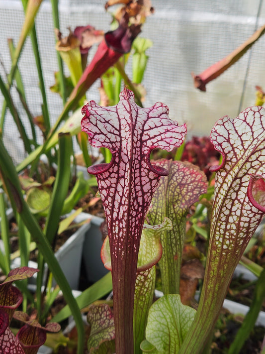 Sarracenia North American Pitcher Plant - Alucard x Oreo x Bloodmoon x Kilimanjaro - "Winter Massacre" - Live Carnivorous Plant