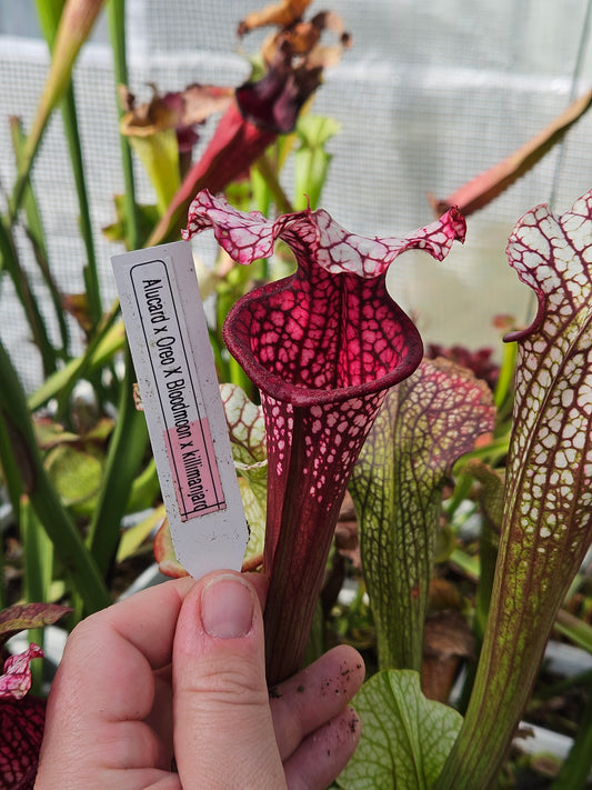 Sarracenia North American Pitcher Plant - Alucard x Oreo x Bloodmoon x Kilimanjaro - "Winter Massacre" - Live Carnivorous Plant