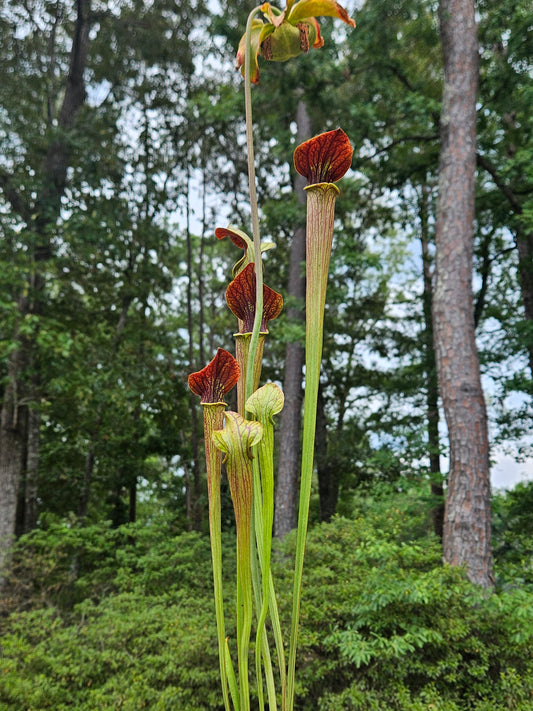 Pitcher Plant - Sarracenia "Juthatip Soper x Alata Night" Carnivorous Live Plant