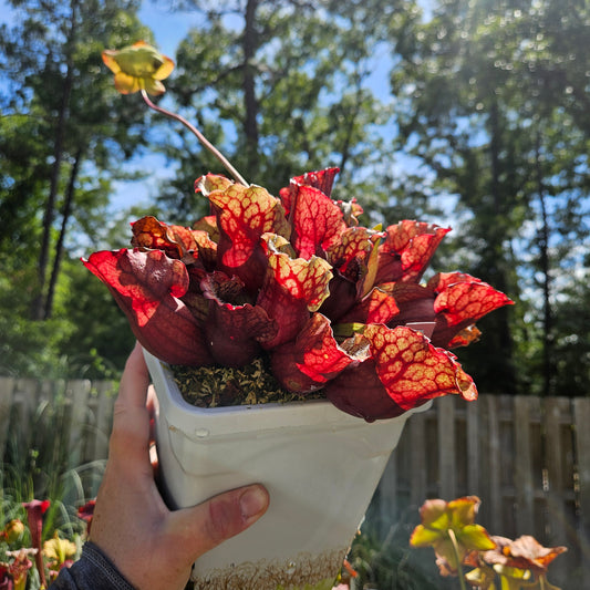 Pitcher Plant - Sarracenia Purpurea 'Scott' - Carnivorous Live Plant