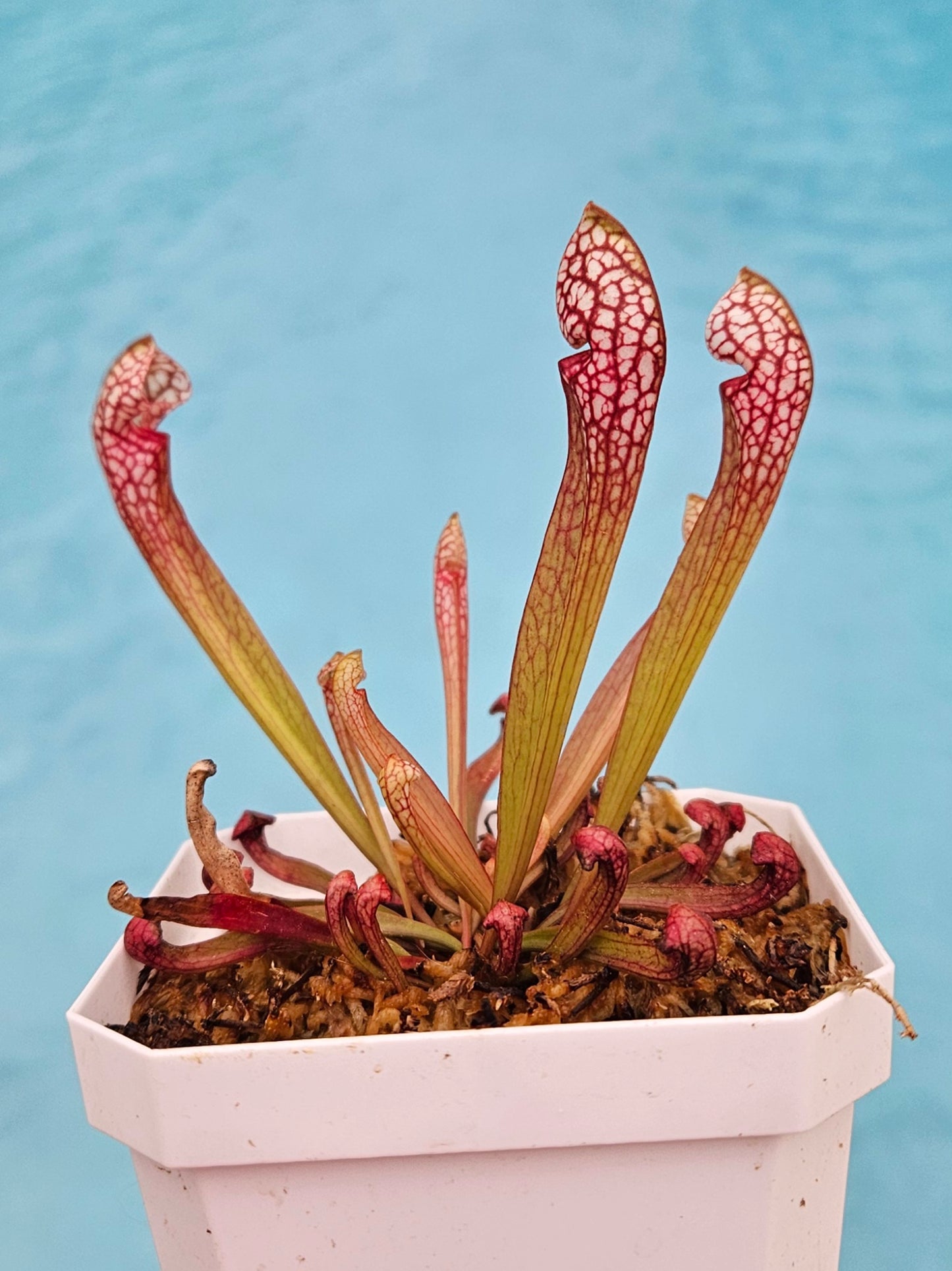 Pitcher Plant - Sarracenia Scarlet Belle Carnivorous Live Plant - Small