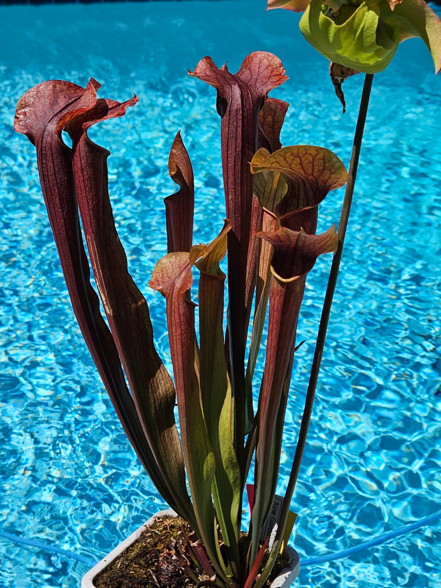 Pitcher Plant - Sarracenia "Kew Gardens" Carnivorous Live plant Kew Gardens