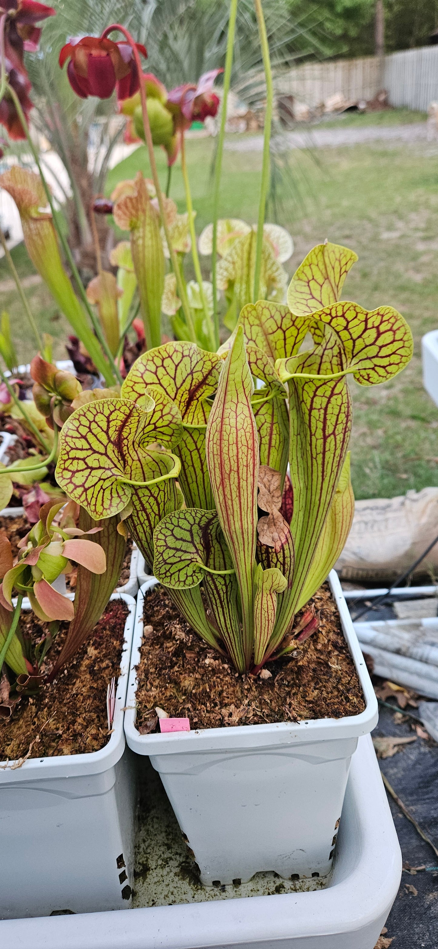 Pitcher Plant - Sarracenia Purpurea Tattnall Co, GA x Flava Black Veins Balloch Co. Ga. Carnivorous Live Plant